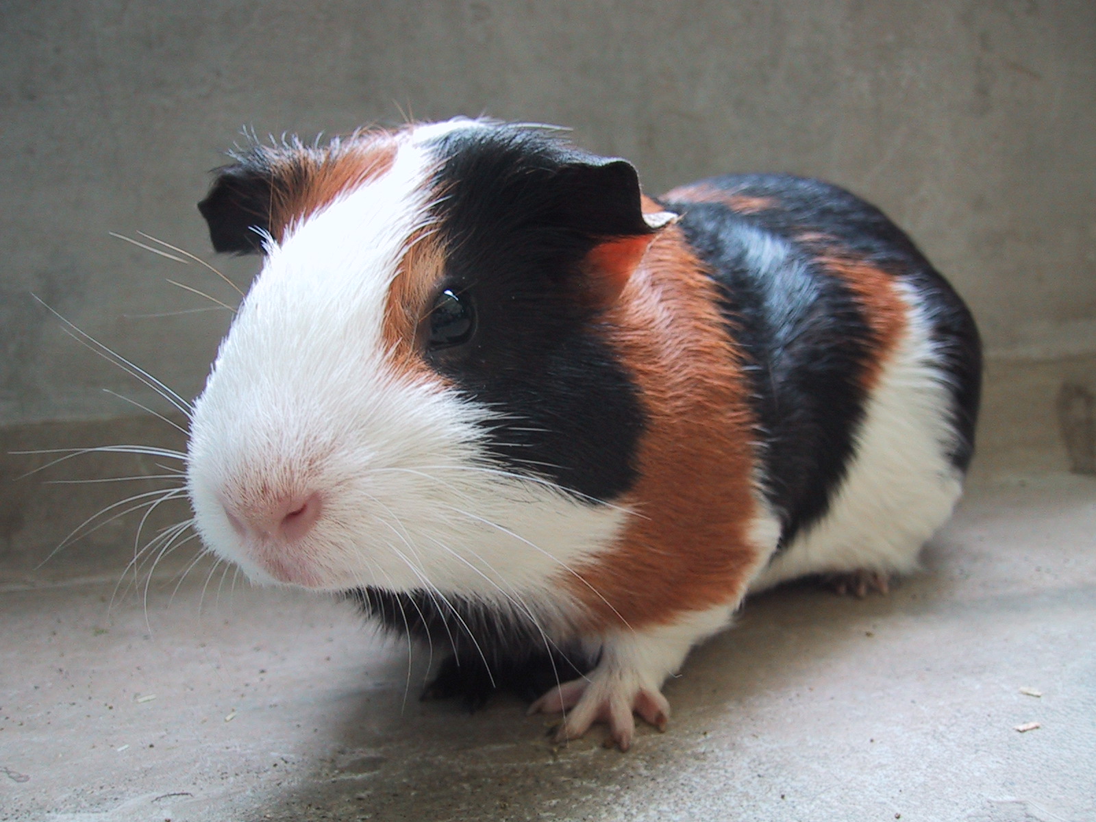 ジム コマンド モルモット への添付 機動戦士ガンダムオンライン超攻略 Wiki ジム コマンド モルモット への添付 機動戦士ガンダムオンライン超攻略 Wiki